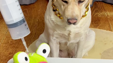 狗子：这针管比我胳膊都粗，咱还是乖乖吃药吧... Dog: This needle tube is thicker than my arm, let's take medicine obediently. . .