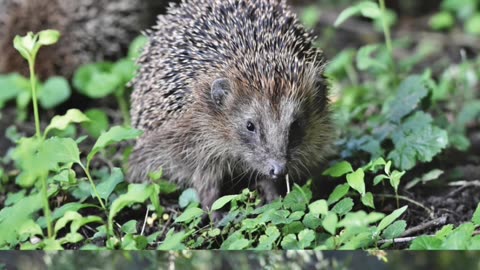 Guess the Hedgehog