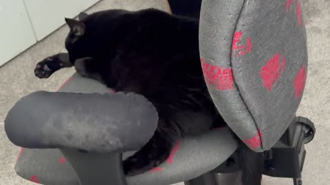 Cute Precious Piper Naps on Her Lunch Hour - Adopting a Cat from a Shelter Vlog