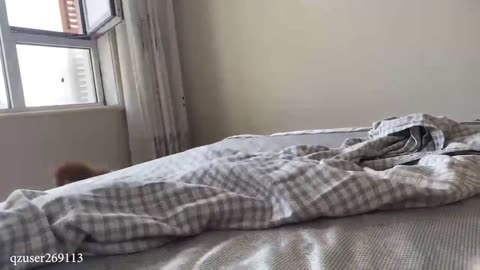 funny cat playing with someone