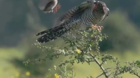 🧠✨ The Ultimate Nature Scam: Cuckoos Trick Birds Into Raising Imposters | FeedMyCuriosity