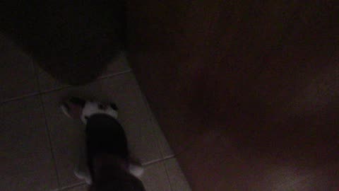 DYLAN THE SPONGE DOG 6