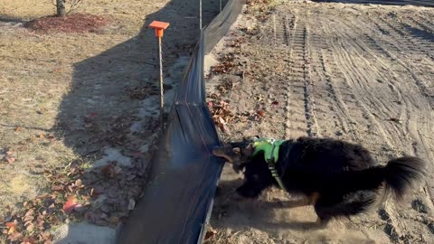 Australian Shepherd Helps Take Down Silt Fence