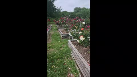 Rose garden