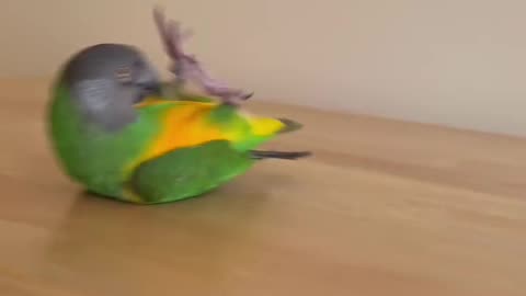 Kili is great at doing tricks! She is too cute!