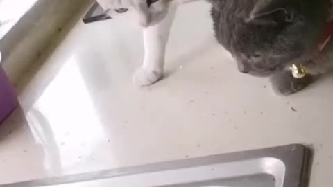 The Cool Chi Kitties - Funny Cat Videos 😍🐱