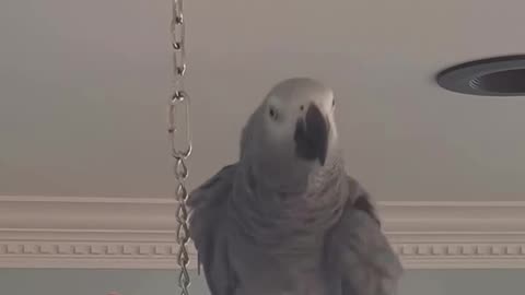 parrot tells Alexa to play music too funny!😂