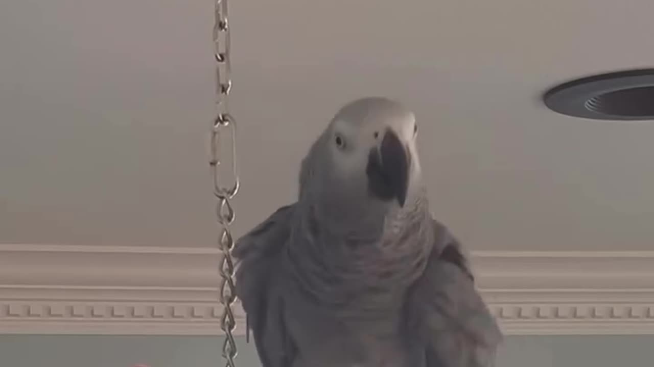 parrot tells Alexa to play music too funny!😂