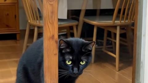 Cat Looking at Family Inside