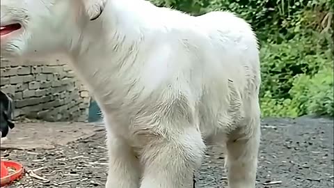 Funny video Bakri ki 😀😄