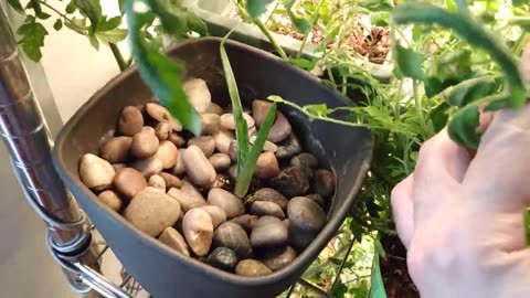 Random Plants to See What Grows