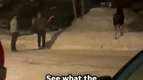 😂🦌 Instant Regret: Don't Grab The Moose Caboose! | FunFM