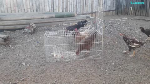GALINHA É CAPTURADO COM ARMADILHA GATOEIRA