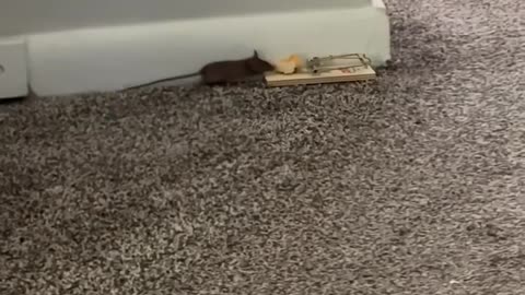😂🐭 Watch How This Person Catches A Mouse! | FunFM