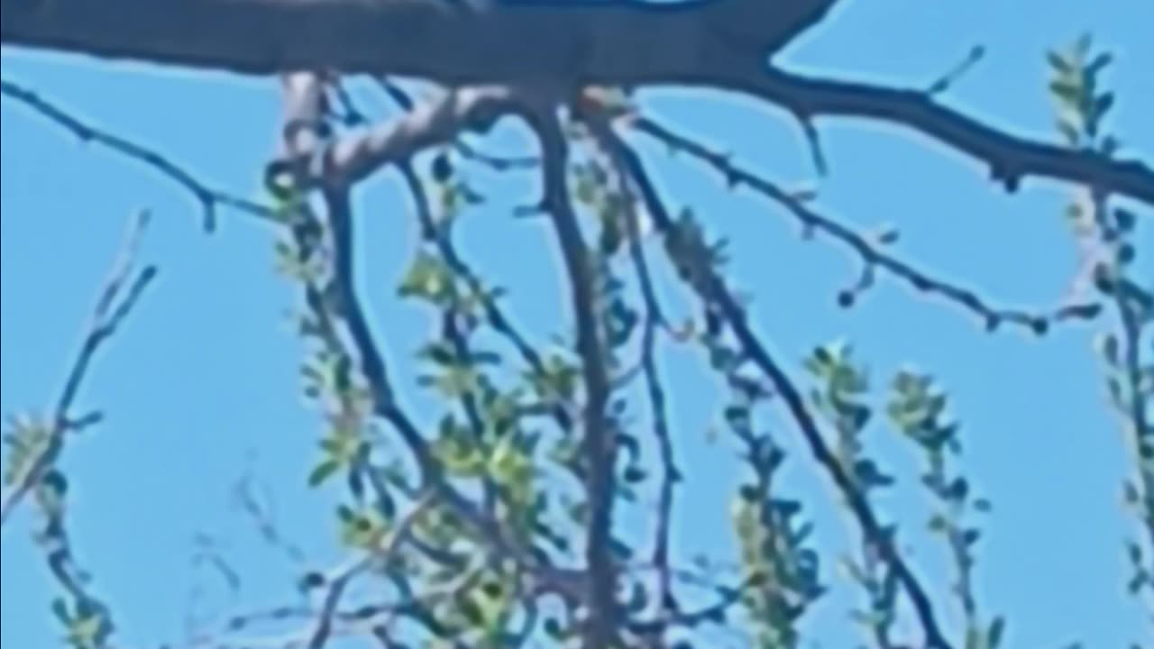 Robin on a branch