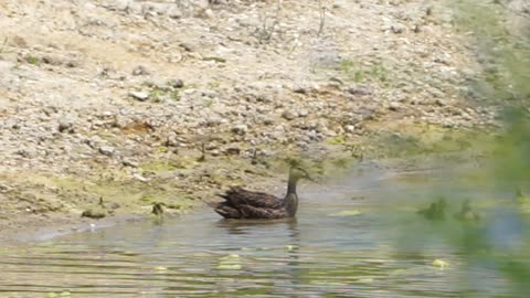 Mottled Ducklings 5-22-2025