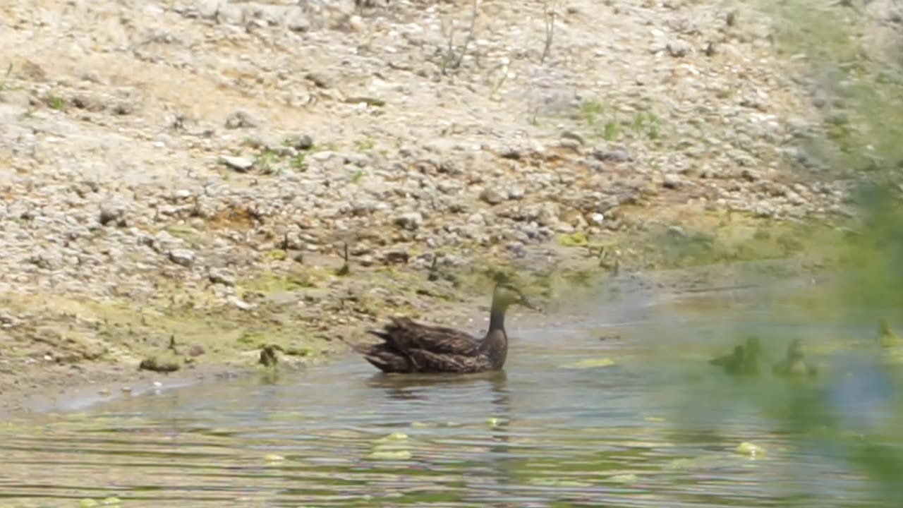 Mottled Ducklings 5-22-2025