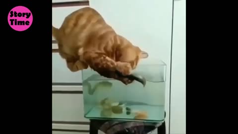 Cute Animal-very Funny-LOL