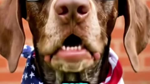 Fireworks dont just scare dogs they cause real emergencies Every year I hear about dogs