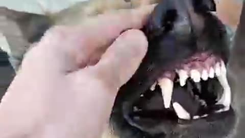 animals