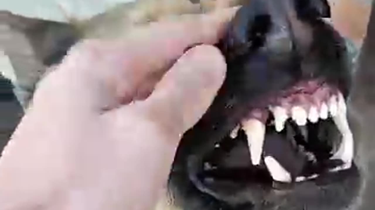 animals