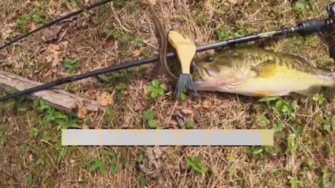 😂🎣 You Won't Believe This Fish Unhooking Fail! | FunFM