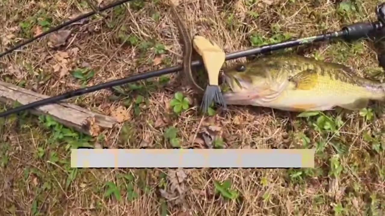 😂🎣 You Won't Believe This Fish Unhooking Fail! | FunFM