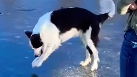 😂FUNNY ANIMAL VIDEOS😂|| part 181 || #funny #funnyanimals #shortsfeed #shortvideo #shorts