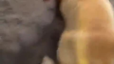 Pet Fox