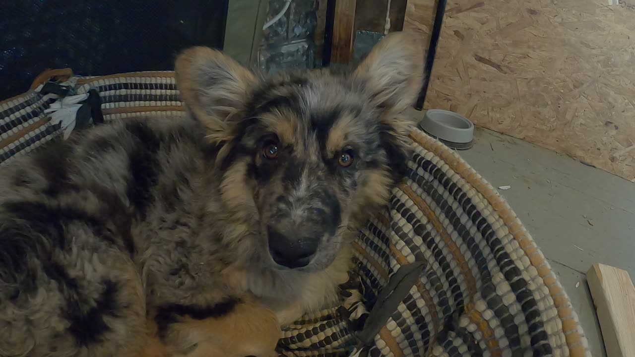 Flock it Farm: Flock your dog, mine's cuter