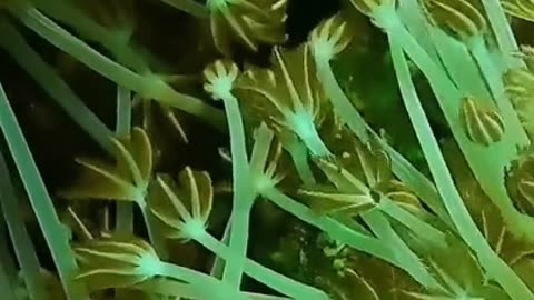 Dive Deep: Mesmerizing Underwater Wonders