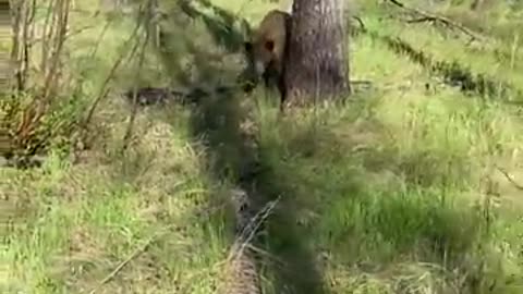 Man Faces Charging Black Bear and Deploys Bear Spray - Close Call!