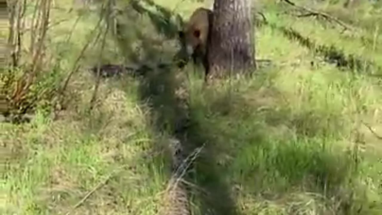 Man Faces Charging Black Bear and Deploys Bear Spray - Close Call!