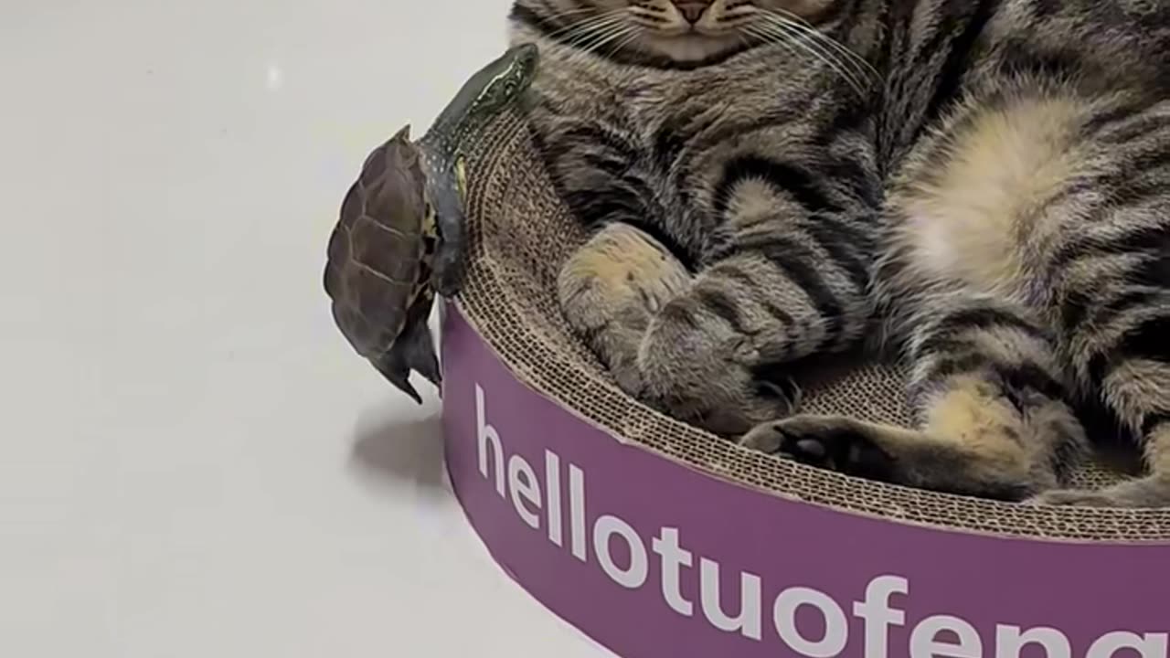 Funniest Animal Moments That Will Make You Laugh