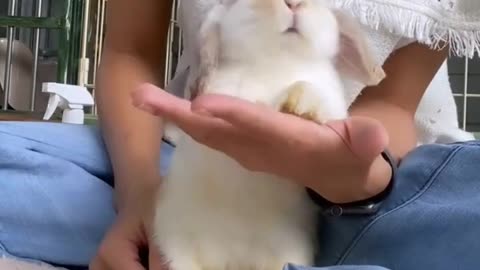 These Bunnies Are So Cute