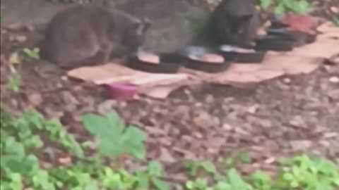 Cats eating.