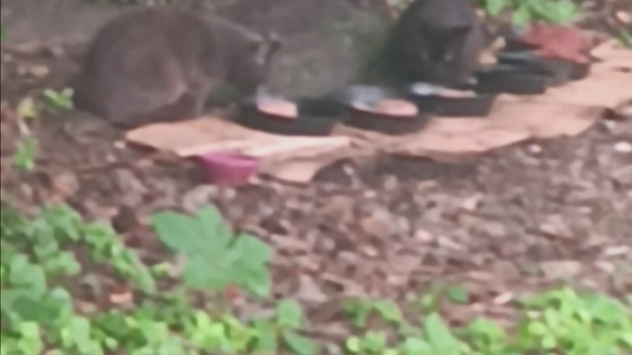 Cats eating.