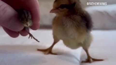 Button Quail