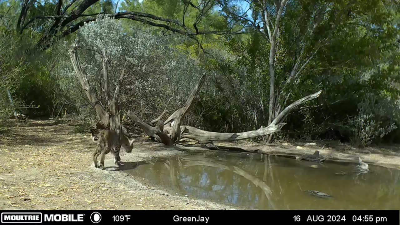 Bobcat