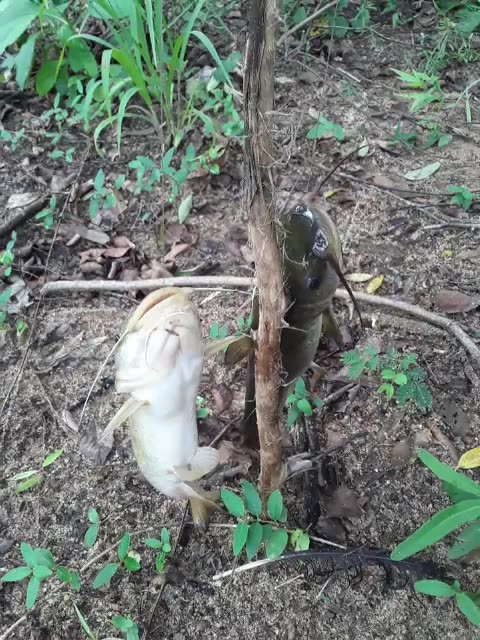 2 Catfish on my line