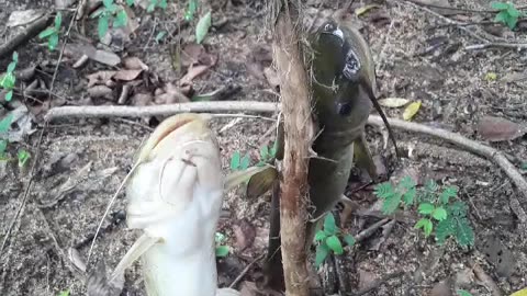 2 Catfish on my line