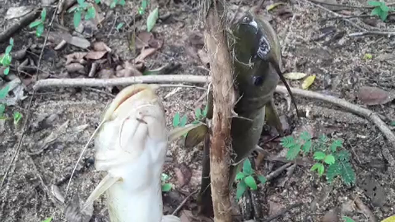 2 Catfish on my line