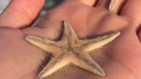 #starfish