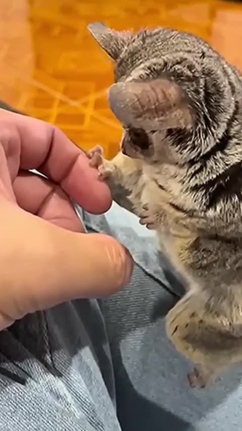 02. Unleashing the Laughter Funny and Crazy Pet Antics!