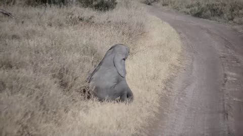 Baby elephant throwing a tantrum