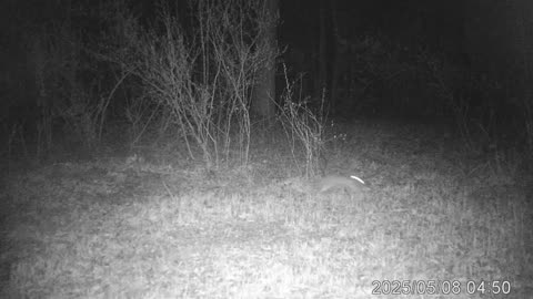 Trail cam 12