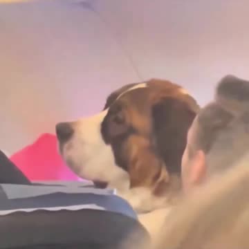 Dog’s going on a holiday trip.. 😊