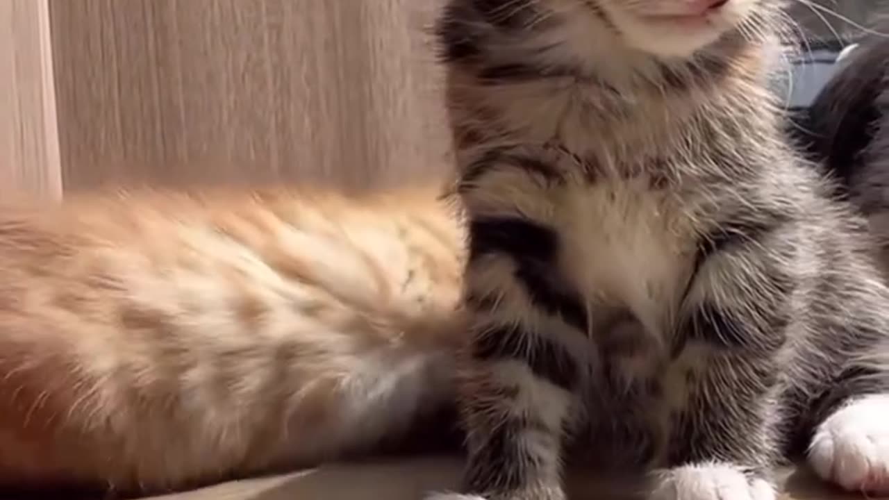 Cute cats