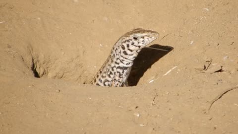 Alligator Lizard