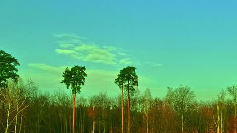 24/7 Relaxation Live: Nature Calms Stress (Authentic Sounds)